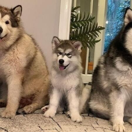 Chó Alaska nâu đỏ: Nguồn gốc, đặc điểm, giá bán và cách nuôi