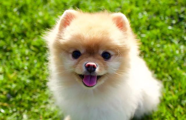 Tính cách và hành vi của chó Teacup