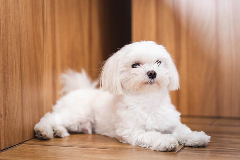 Giống chó Teacup Maltese