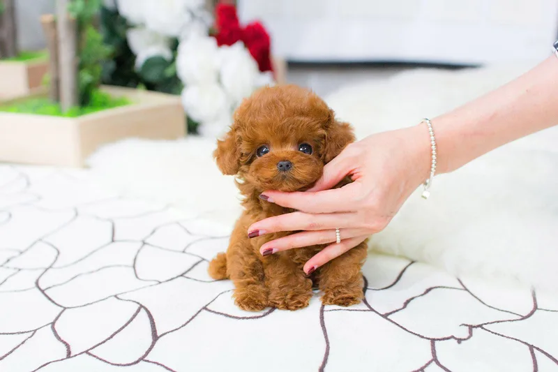 Hướng dẫn cách chăm sóc chó Teacup đúng cách