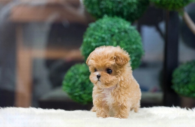 Đặc điểm ngoại hình của chó Teacup
