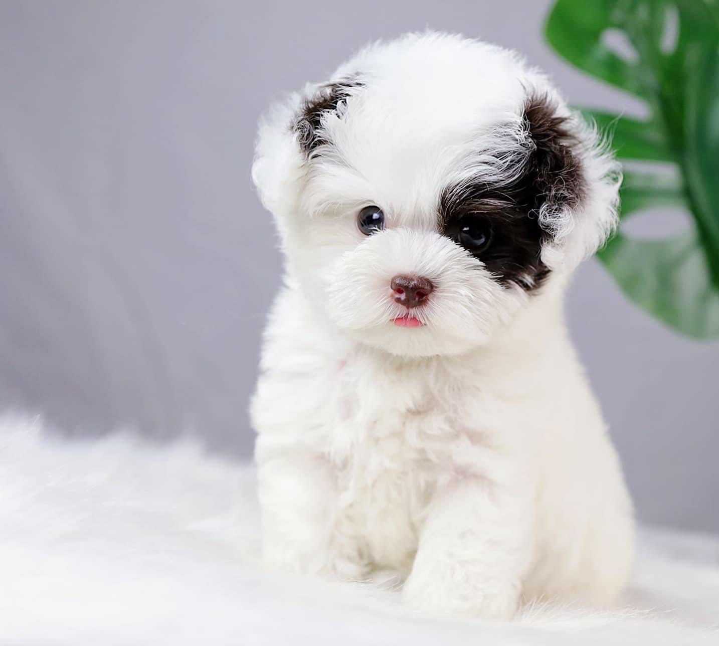 Giá bán chó Teacup trên thị trường