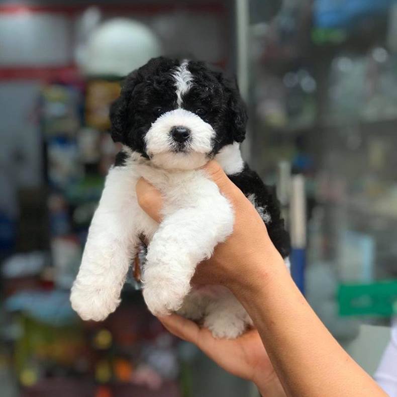 Cách chăm sóc chó Poodle bò sữa toàn diện
