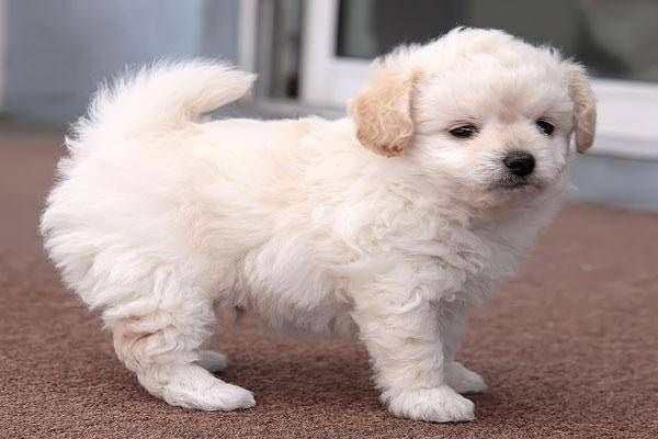 Tổng quan về giống chó Poodle Lai
