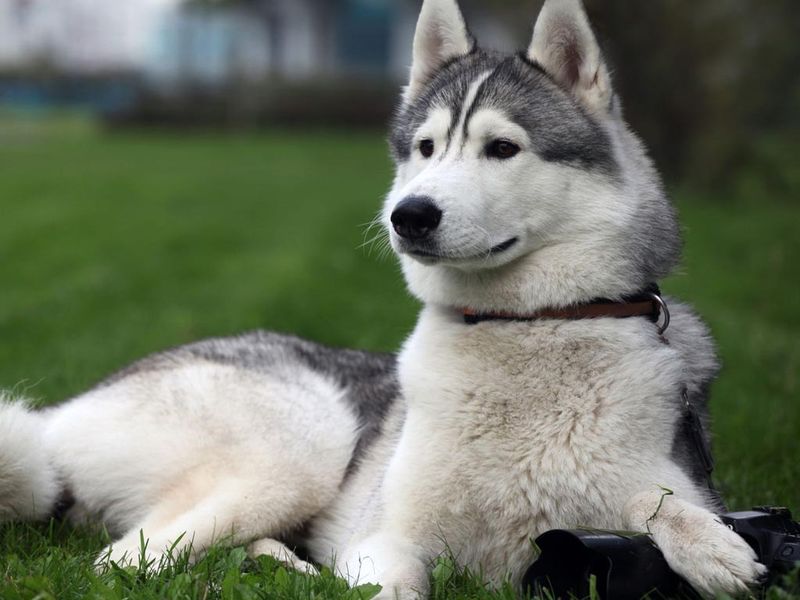 Giống chó Alaska Malamute