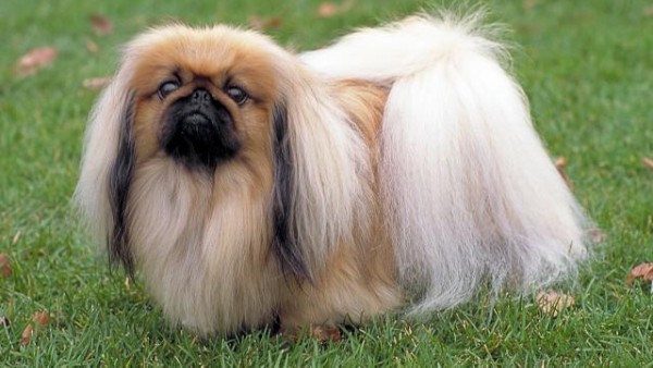 Lịch sử và nguồn gốc chó Bắc Kinh