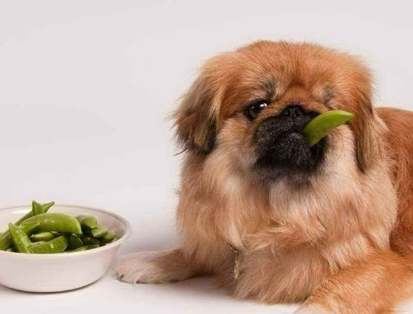 Lịch trình cho ăn và lượng thức ăn chó Bắc Kinh