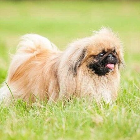 Môi trường sống lý tưởng chó Bắc Kinh