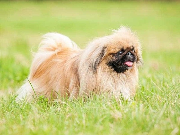 Môi trường sống lý tưởng chó Bắc Kinh