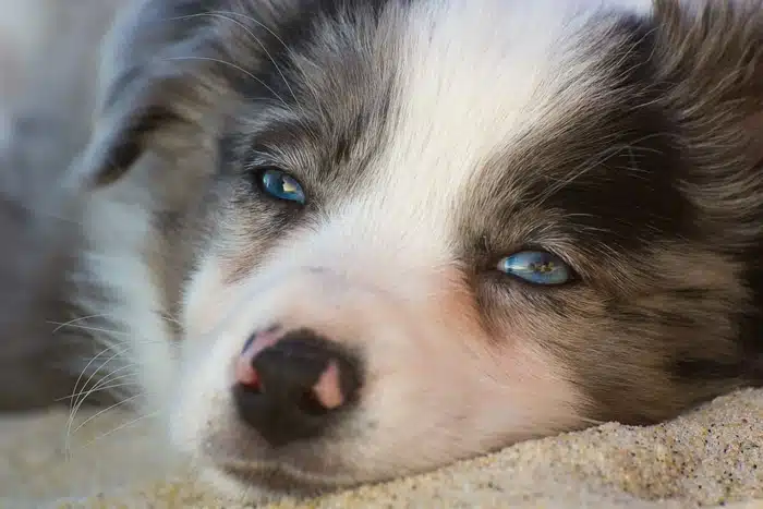 Giống chó Border Collie