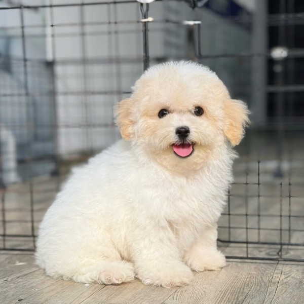 Poodle - "Ông hoàng" của dòng chó lông xù