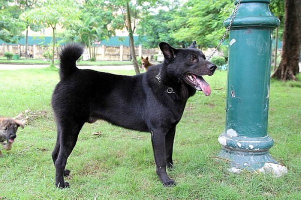 Phân loại chó Mông Cộc
