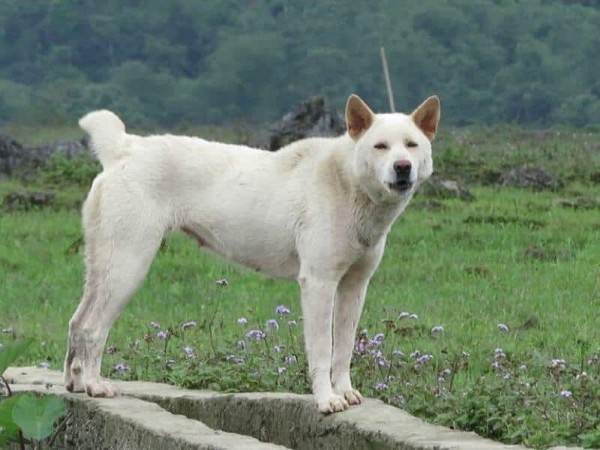Tính cách và bản năng của chó Mông Cộc