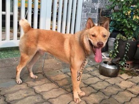 Bảo tồn và phát triển giống chó Mông Cộc