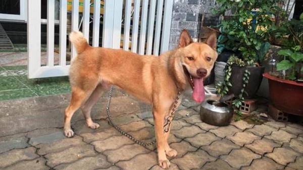 Bảo tồn và phát triển giống chó Mông Cộc