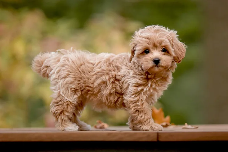 Bảng giá chó Poodle Lai tại Việt Nam