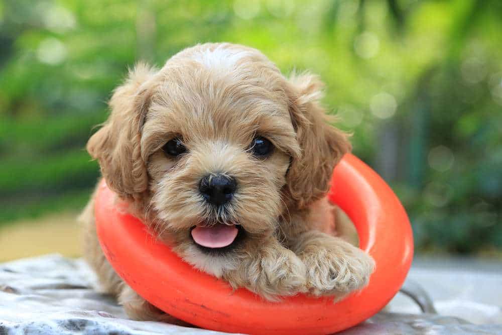 Hướng dẫn chăm sóc chó Poodle Lai toàn diện