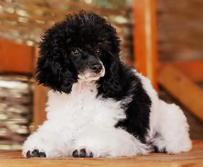 Cách huấn luyện chó Poodle bò sữa hiệu quả