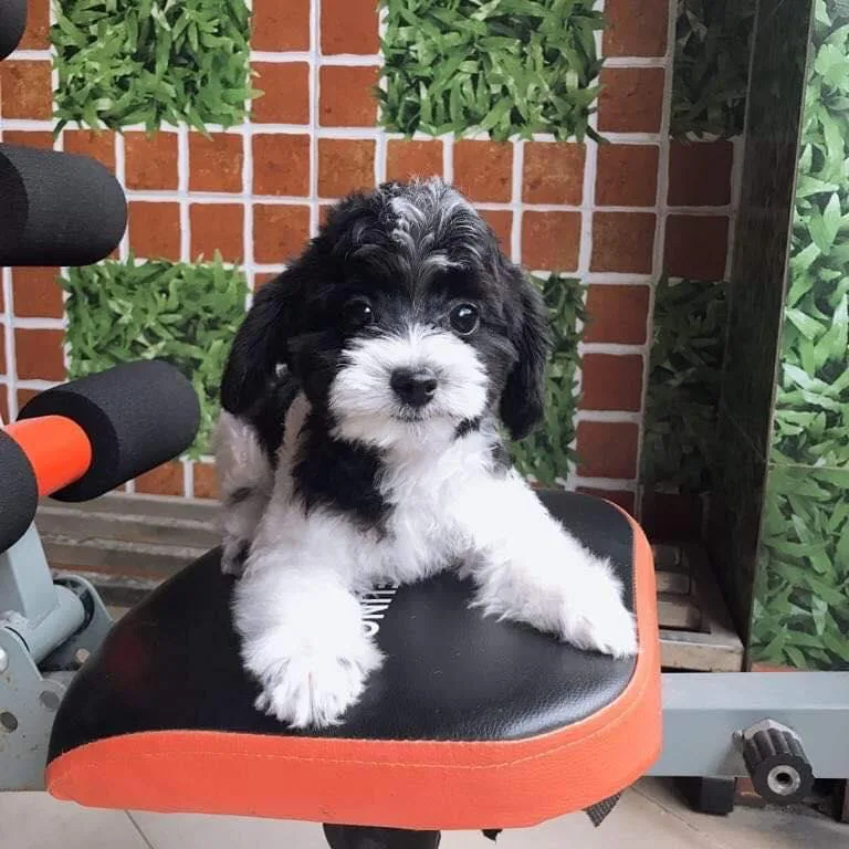 Tính cách và đặc điểm tâm lý của chó Poodle bò sữa