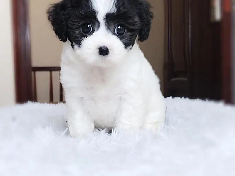 Đặc điểm ngoại hình của chó Poodle bò sữa