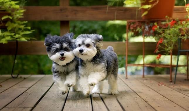 Phân loại các dòng Poodle bò sữa