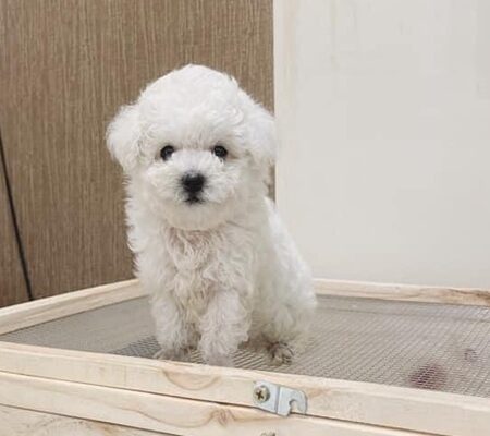 gia poodle teacup