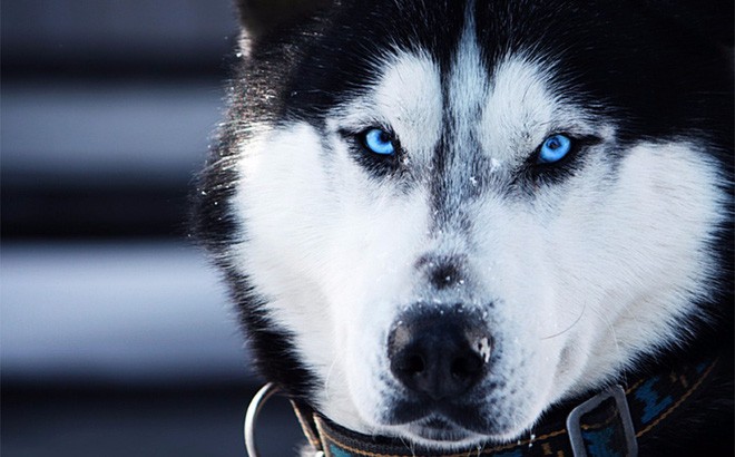 Giống chó Siberian Husky