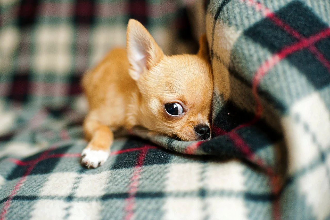Giống chó Teacup Chihuahua