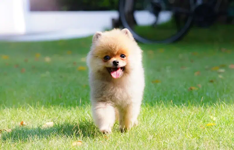 Giống chó Teacup Pomeranian