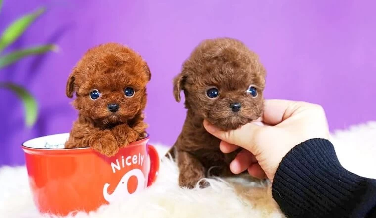 Khái niệm và nguồn gốc của chó Teacup
