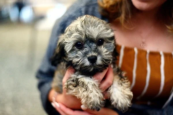 Các giống chó Poodle Lai phổ biến tại Việt Nam