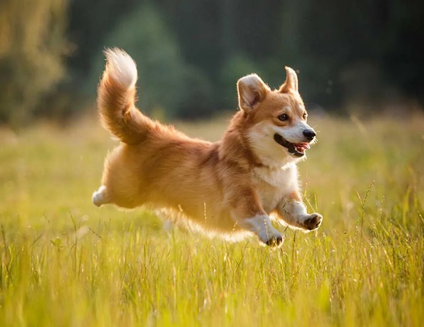 Chó Pembroke Welsh Corgi