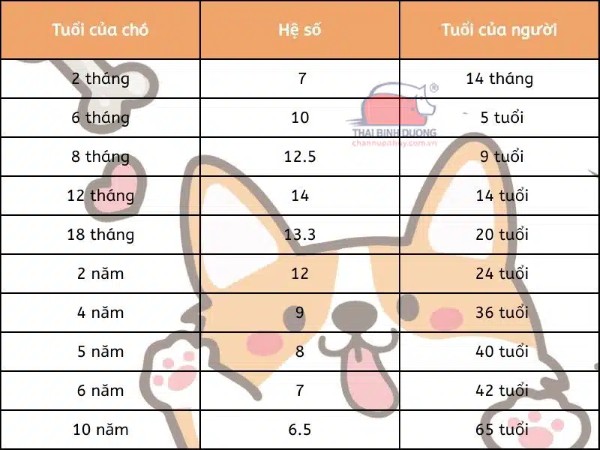 1 Tuổi chó bằng bao nhiêu tuổi người?