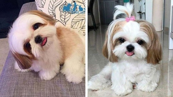 Nguồn gốc, giá bán, đặc điểm và cách nuôi