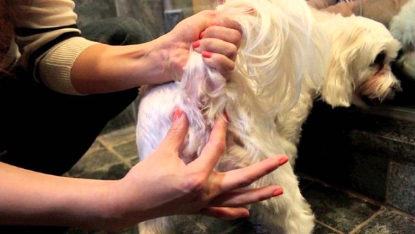 Tuyến mồ hôi của chó là gì? 