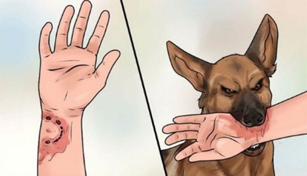 Bị chó dại cắn bao lâu thì tiêm phòng?