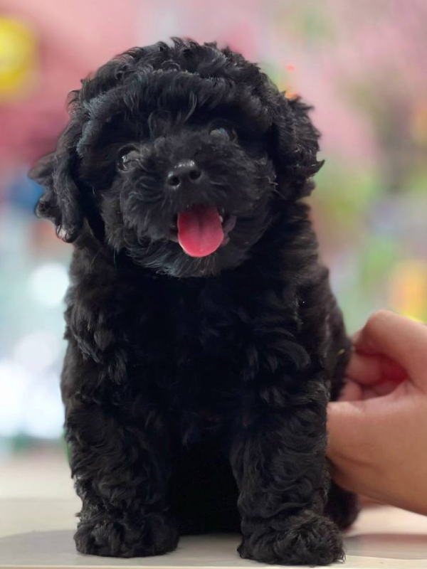Nguồn gốc và lịch sử của chó Poodle đen