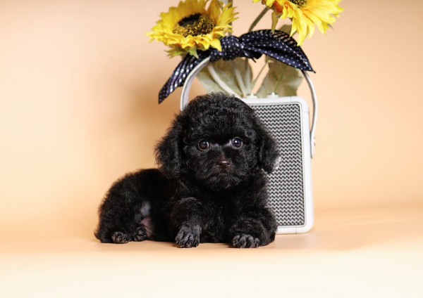 Đặc điểm ngoại hình của chó Poodle đen