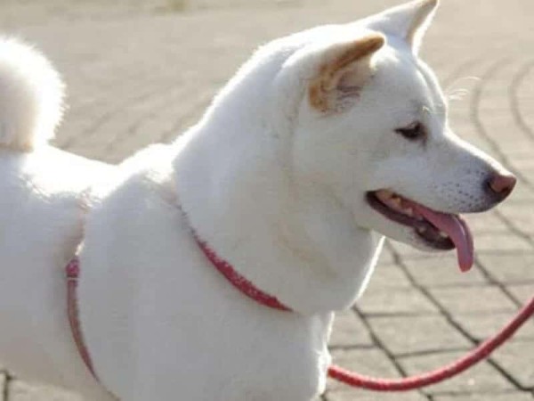 Tính cách và đặc điểm hành vi của Shiba trắng