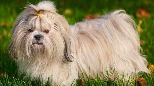 Tính cách của chó Shih Tzu