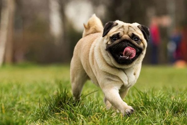 Giống chó mặt xệ phổ biến nhất