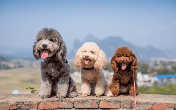 TOP 10 giống chó lông xoăn phổ biến nhất