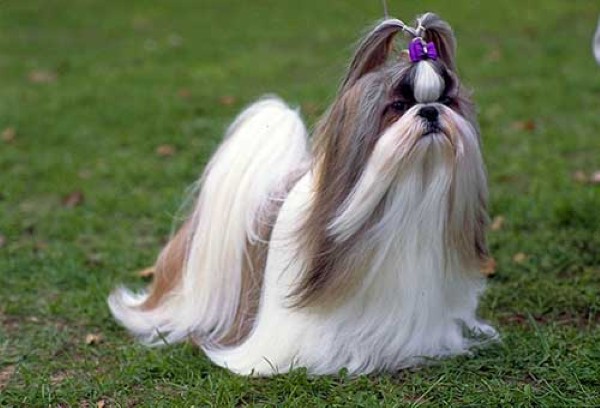 Các vấn đề sức khỏe thường gặp ở Shih Tzu