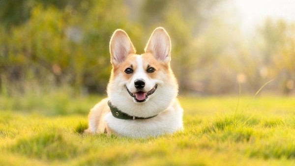 Chế độ dinh dưỡng đặc biệt cho corgi