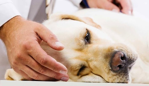 Bệnh care ở chó có lây sang người, mèo hoặc các động vật khác không?