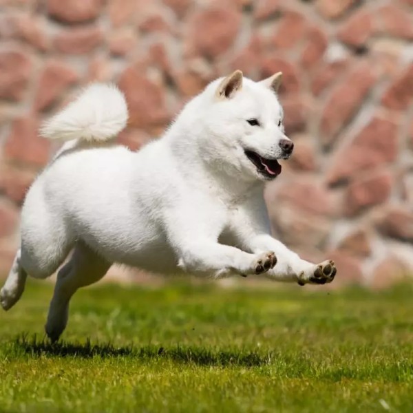 Vấn đề sức khỏe thường gặp ở Shiba trắng