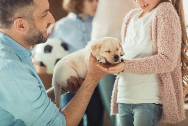 Bảng quy đổi tuổi chó sang tuổi người theo từng giống