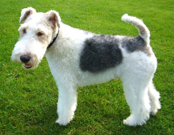 Fox Terrier lông xoăn