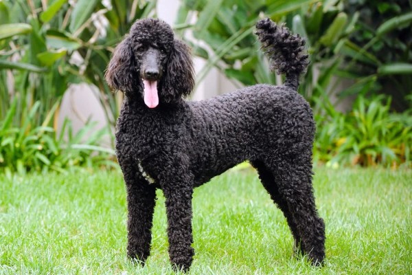 Phân loại chó Poodle đen theo kích thước