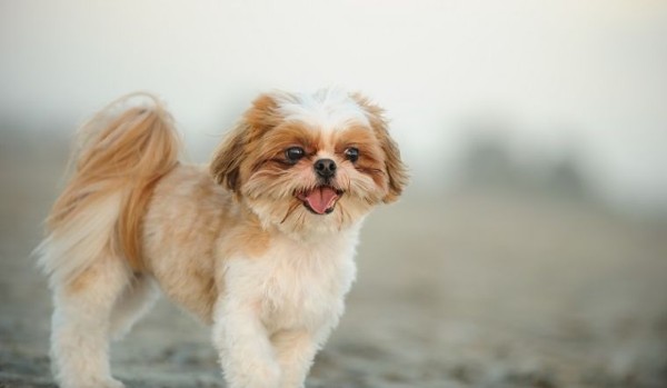 Hướng dẫn huấn luyện chó Shih Tzu